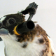 Illustration for article titled These Skull-Thumping Headphones Are Literally For the Birds